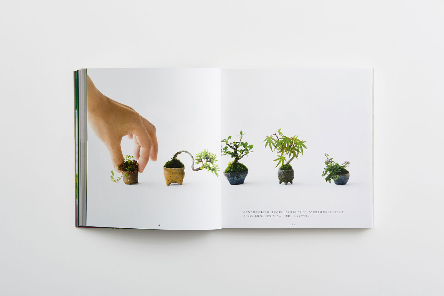 写真：書籍『I LOVE 盆栽』で紹介されている極小サイズの盆栽「豆盆栽」の見開きページ