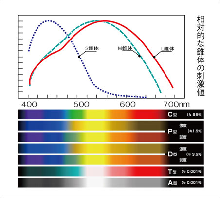 人間の3つの衰退の分光特性と色覚型別の色の見え方