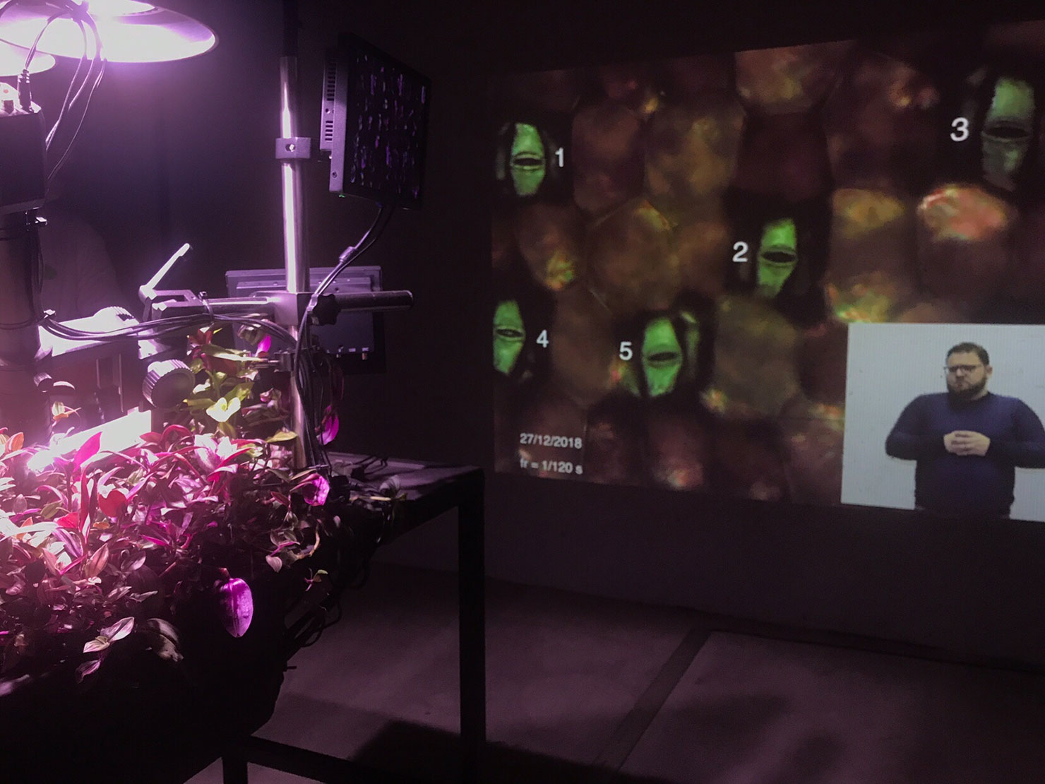 写真:暗闇の中で植物に照明が当てられる様子