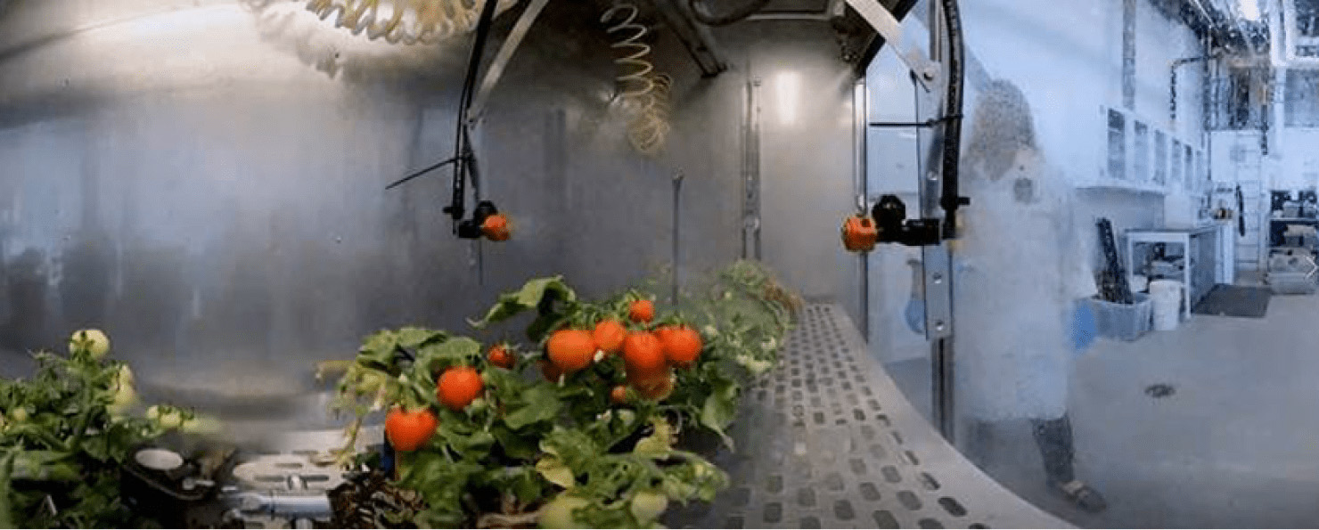 VR映像のスクリーンショット：工場で野菜を栽培している様子。
