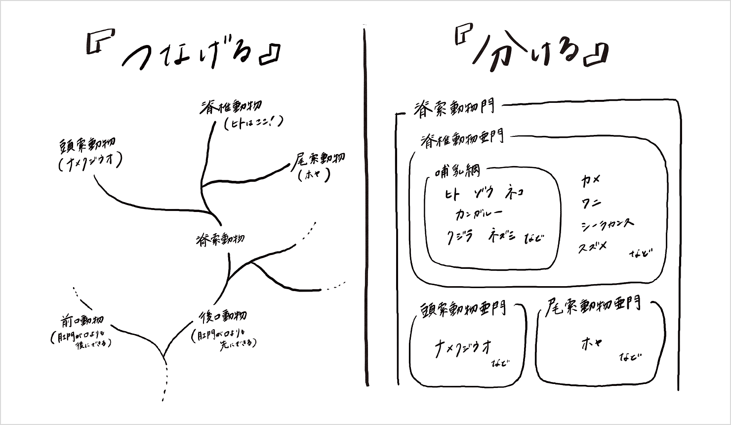 鈴木が描いた生物の分類図。